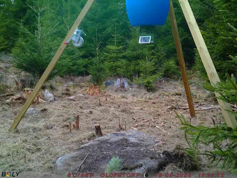 Bild från STORATRÄA