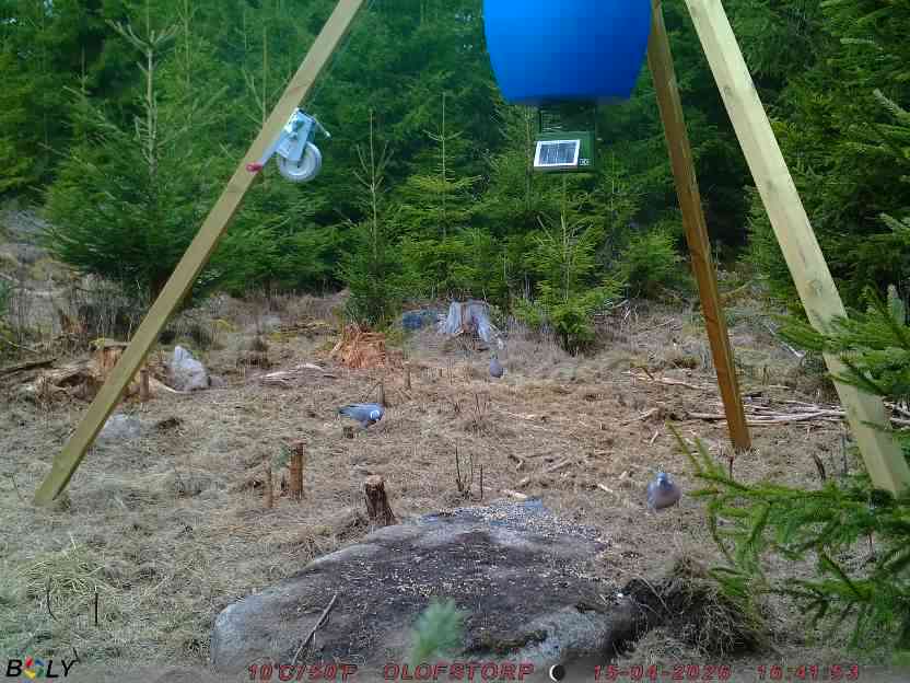 Bild från STORATRÄA