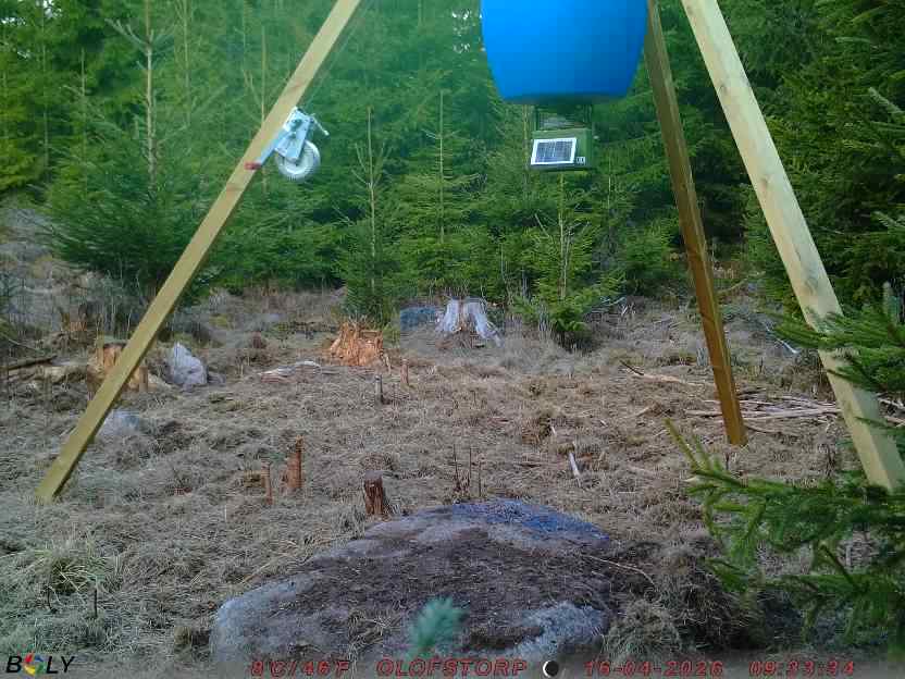 Bild från STORATRÄA