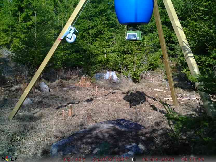Bild från STORATRÄA