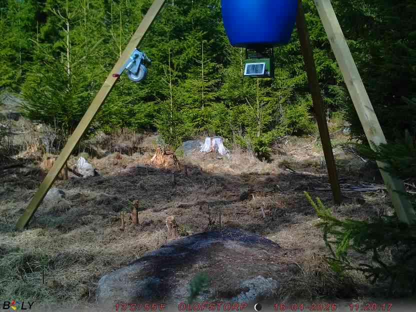 Bild från STORATRÄA