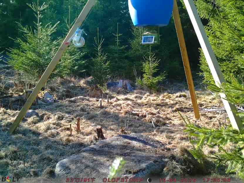 Bild från STORATRÄA