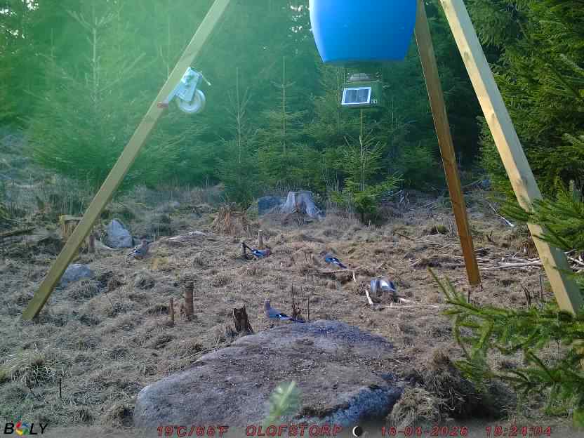 Bild från STORATRÄA
