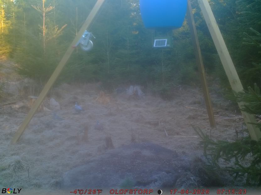 Bild från STORATRÄA