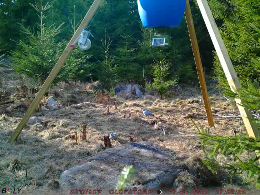 Bild från STORATRÄA