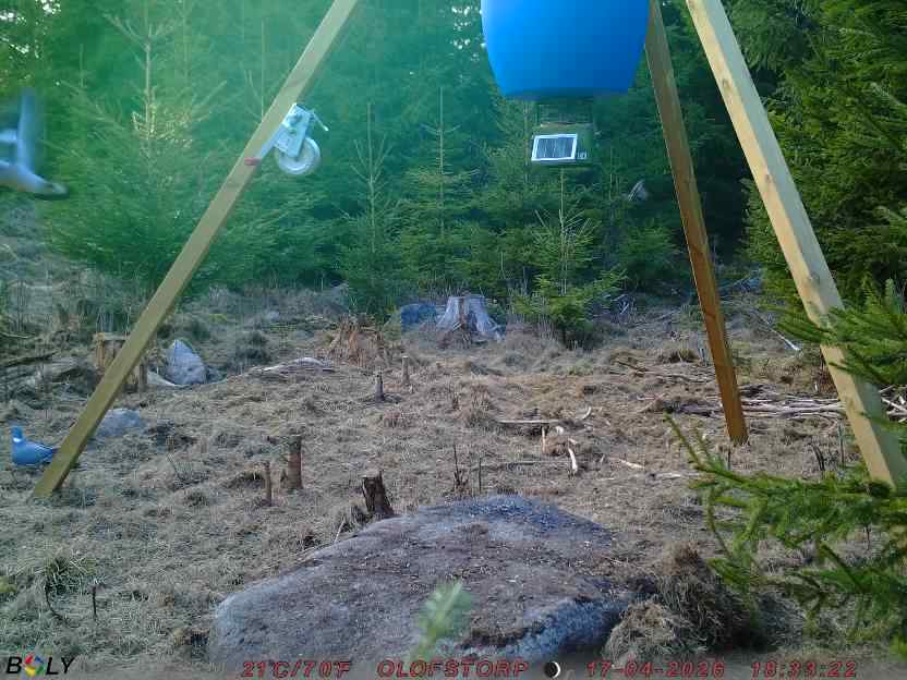 Bild från STORATRÄA