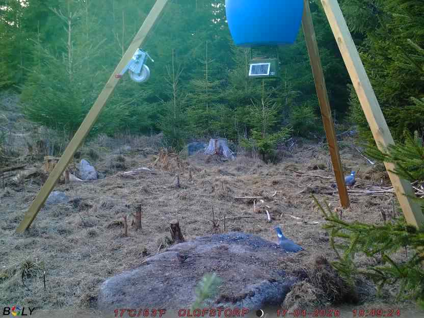 Bild från STORATRÄA