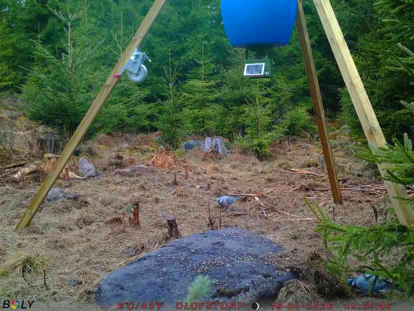 Bild från STORATRÄA