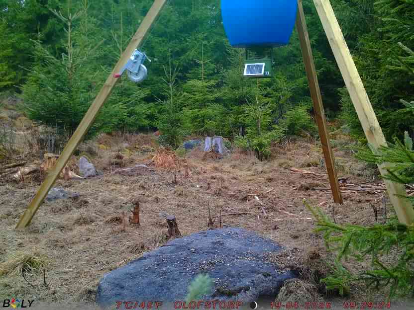 Bild från STORATRÄA