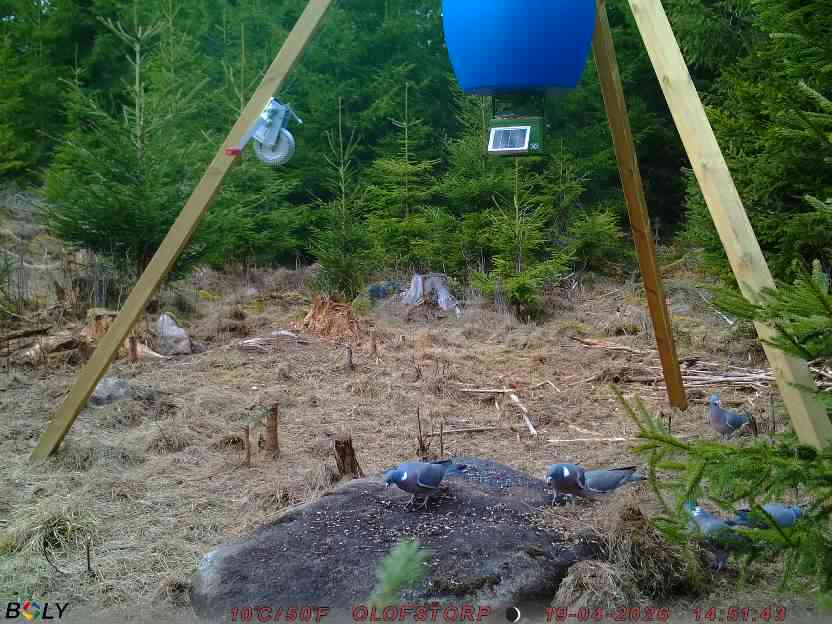 Bild från STORATRÄA