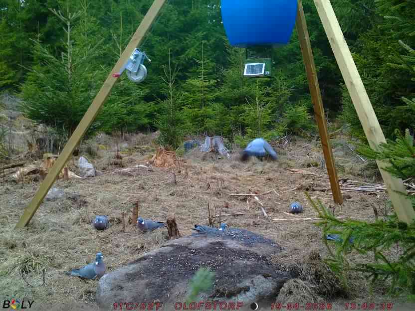 Bild från STORATRÄA