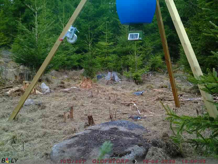 Bild från STORATRÄA