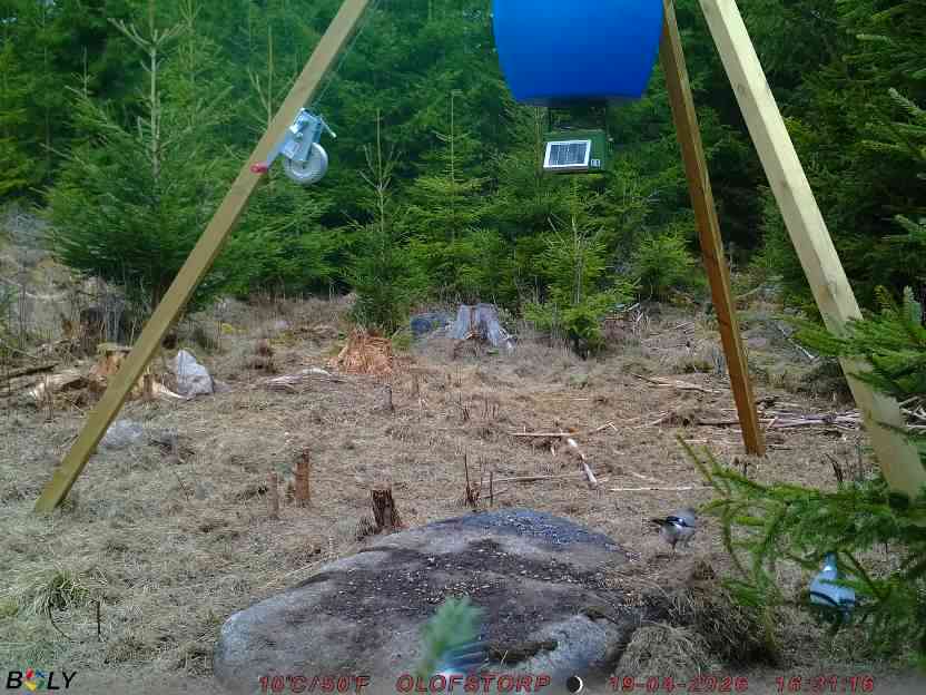 Bild från STORATRÄA