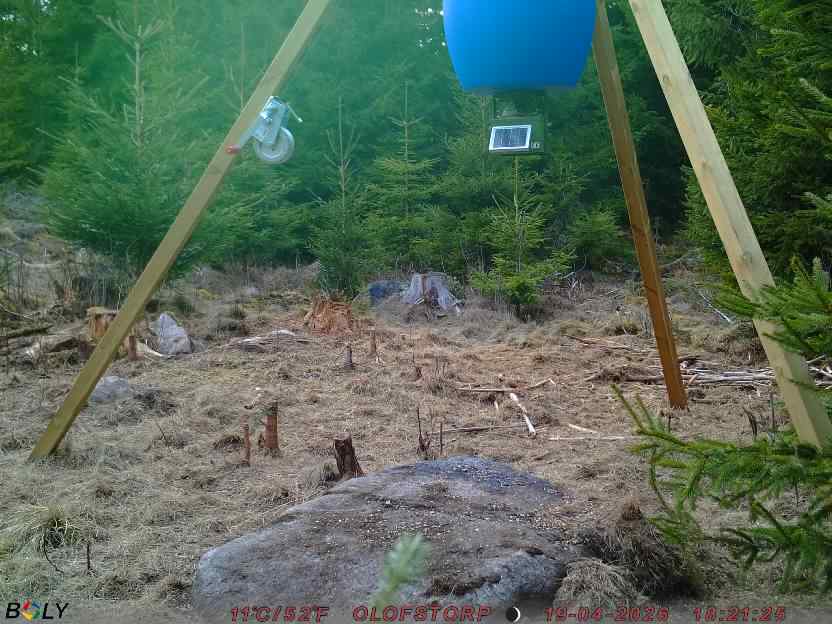 Bild från STORATRÄA