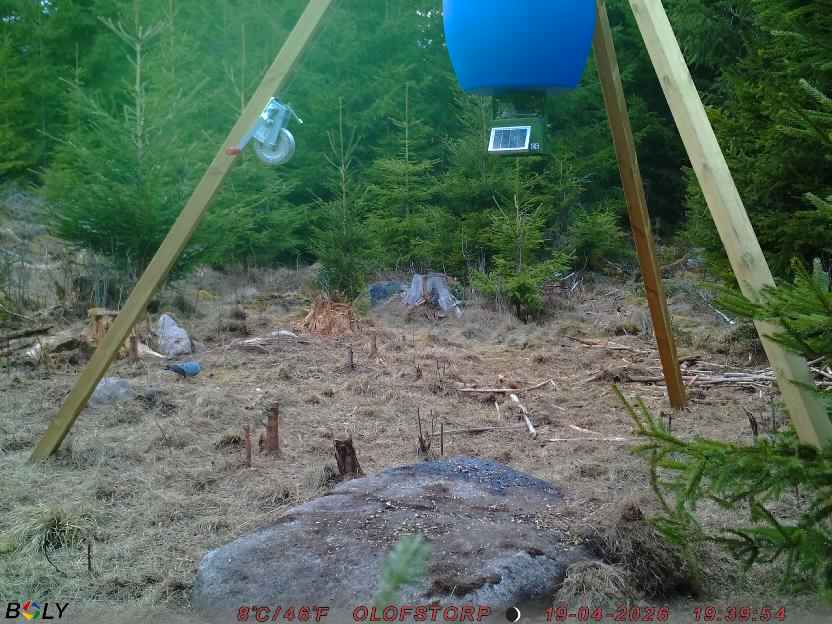 Bild från STORATRÄA