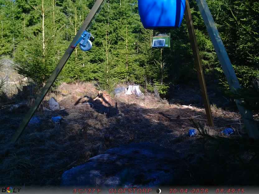 Bild från STORATRÄA