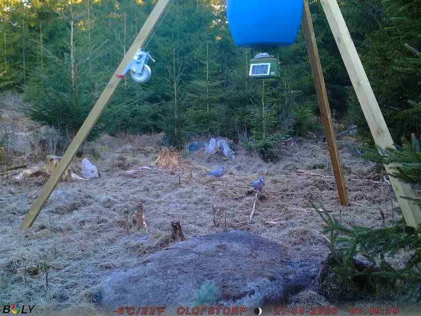Bild från STORATRÄA