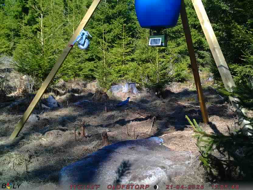 Bild från STORATRÄA