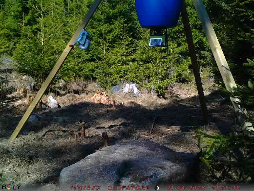 Bild från STORATRÄA