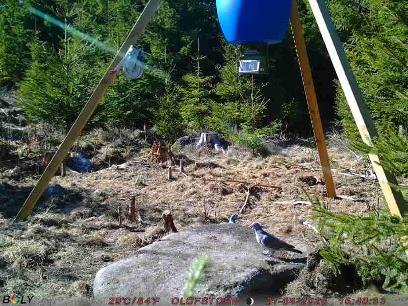 Bild från STORATRÄA