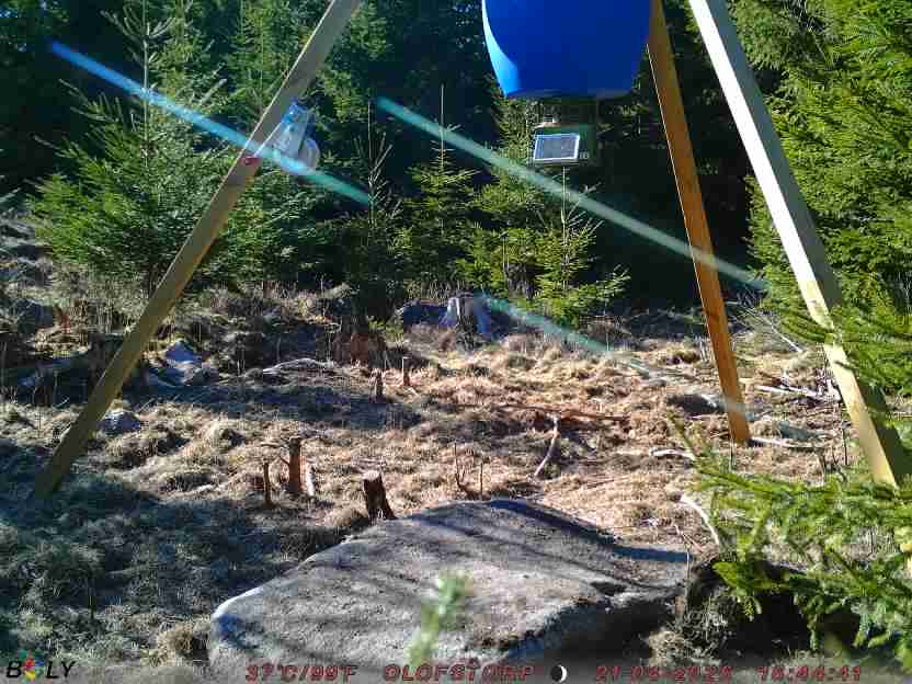 Bild från STORATRÄA