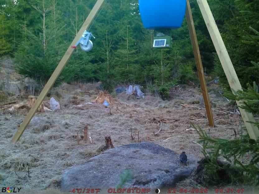 Bild från STORATRÄA