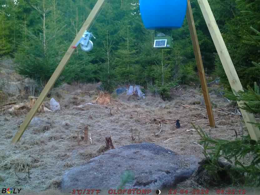 Bild från STORATRÄA