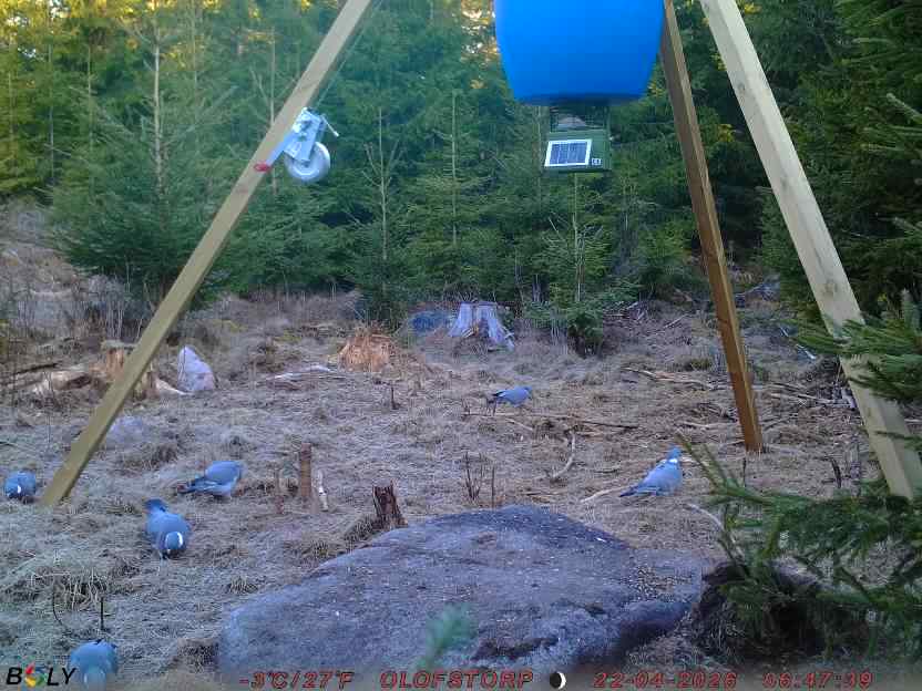 Bild från STORATRÄA