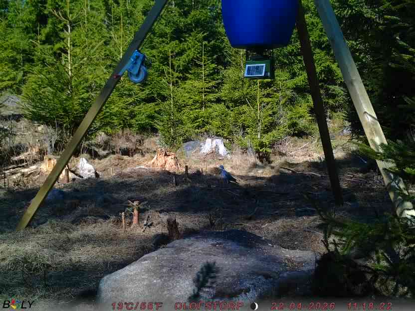Bild från STORATRÄA