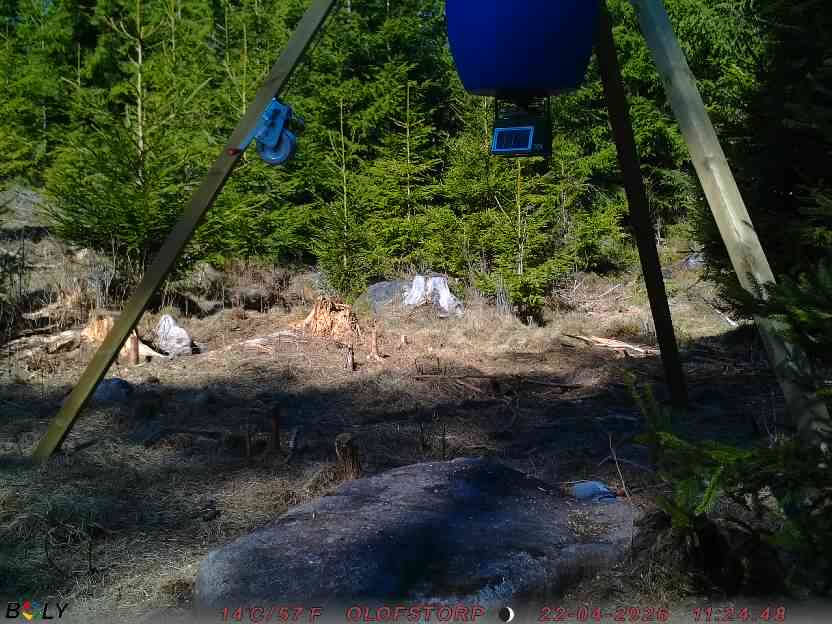 Bild från STORATRÄA