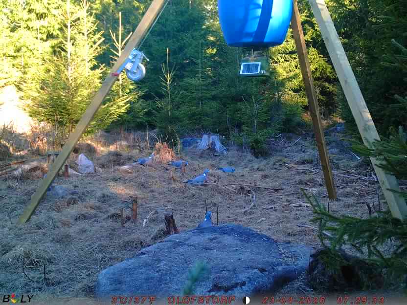 Bild från STORATRÄA