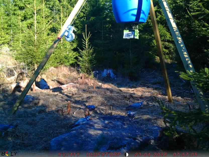 Bild från STORATRÄA