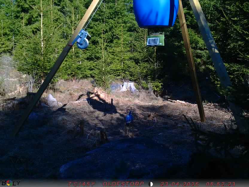 Bild från STORATRÄA