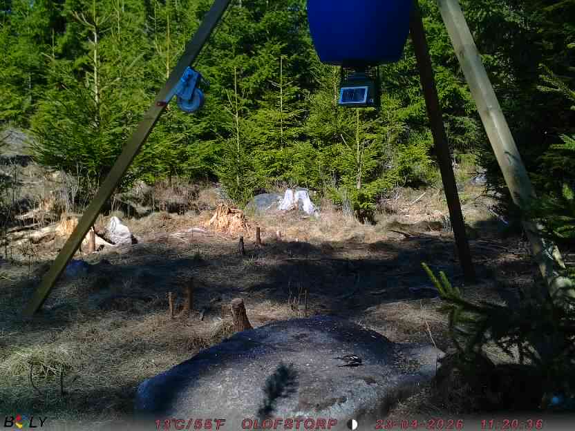 Bild från STORATRÄA