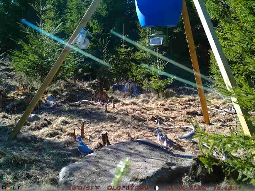 Bild från STORATRÄA