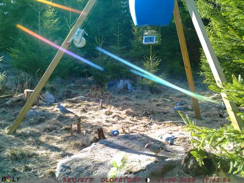 Bild från STORATRÄA