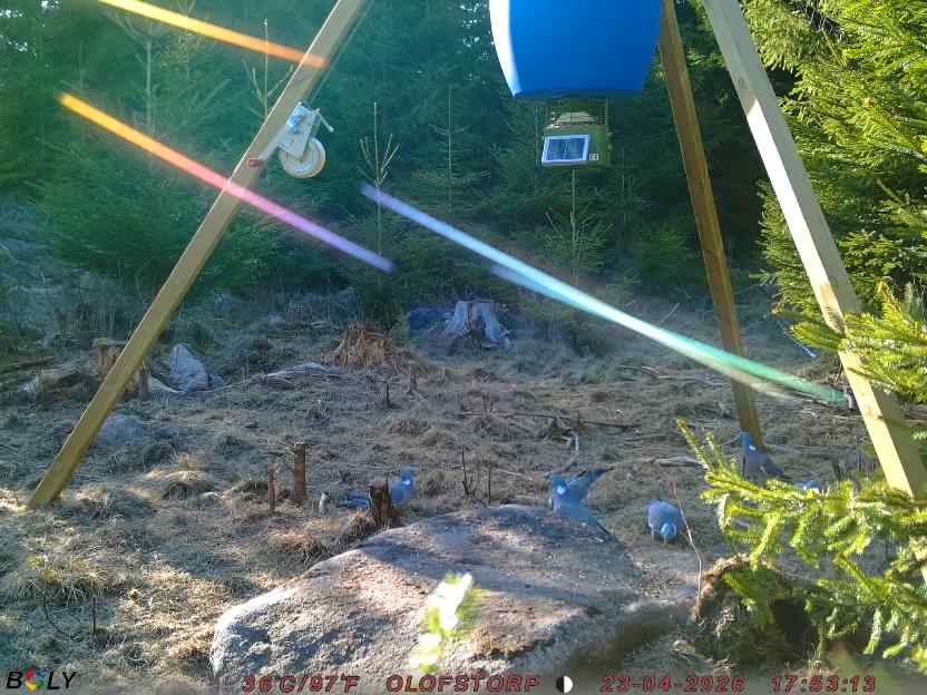 Bild från STORATRÄA