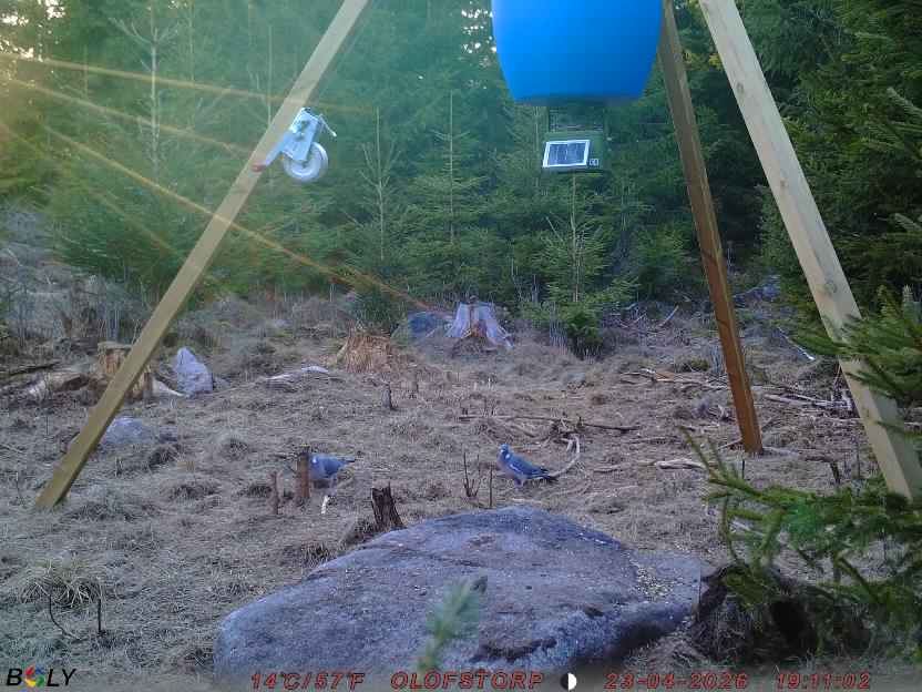 Bild från STORATRÄA