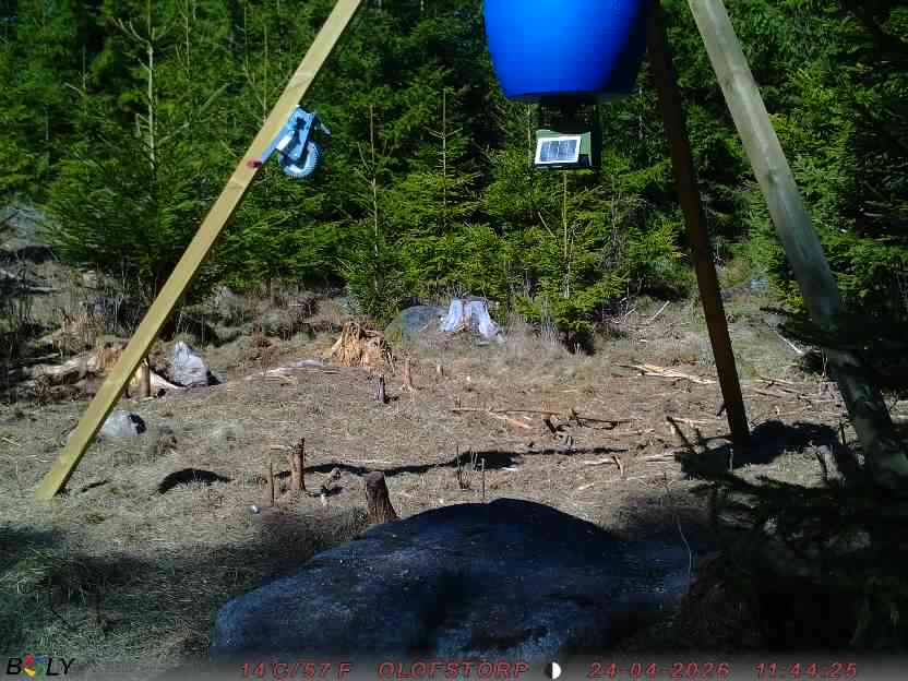 Bild från STORATRÄA