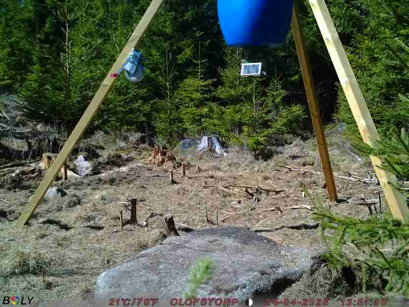 Bild från STORATRÄA