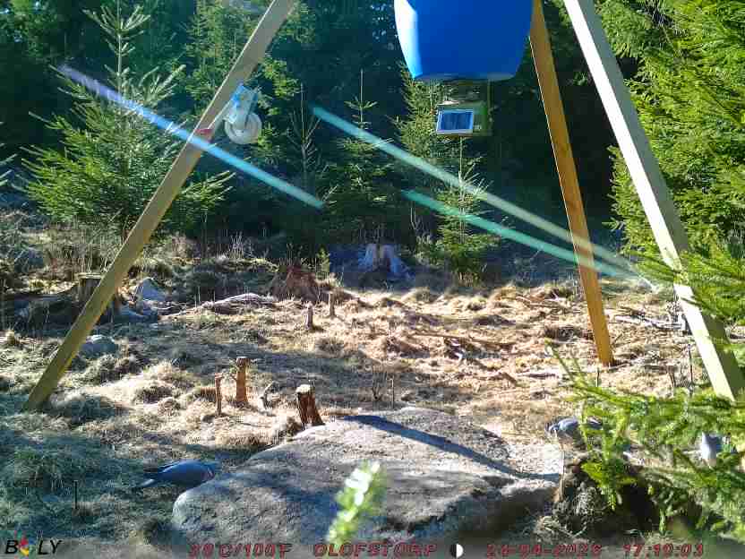 Bild från STORATRÄA
