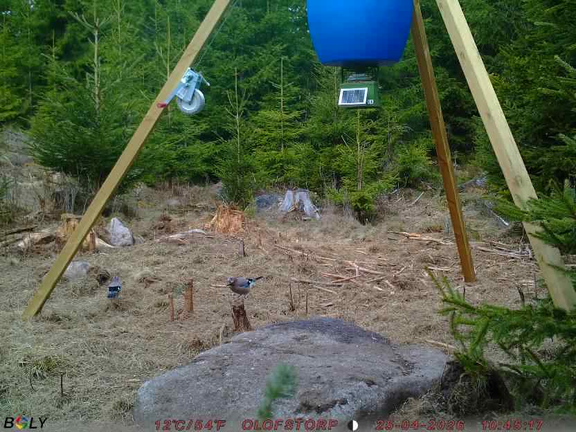 Bild från STORATRÄA