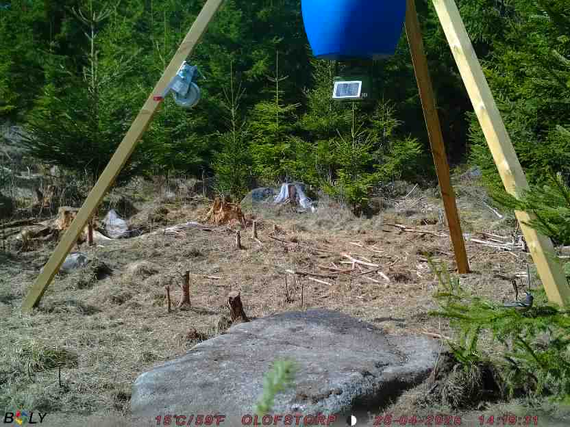 Bild från STORATRÄA