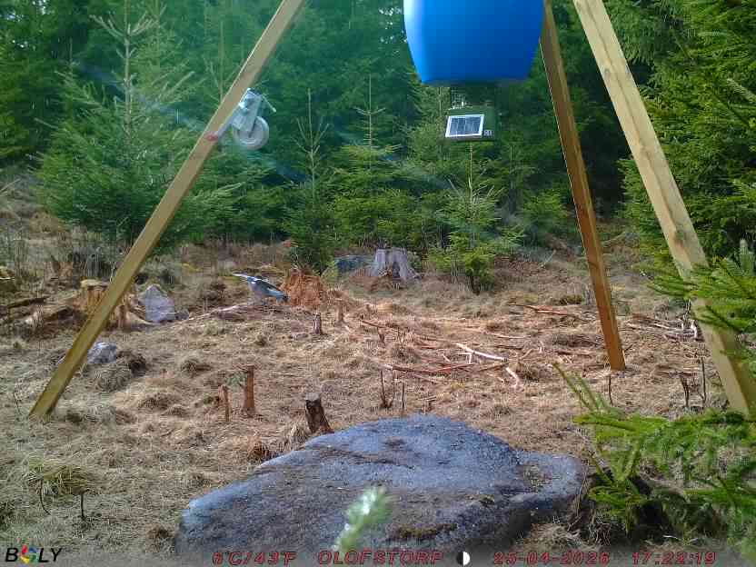 Bild från STORATRÄA