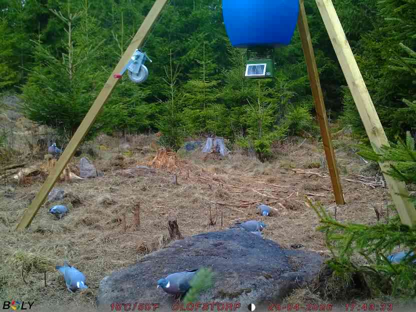 Bild från STORATRÄA