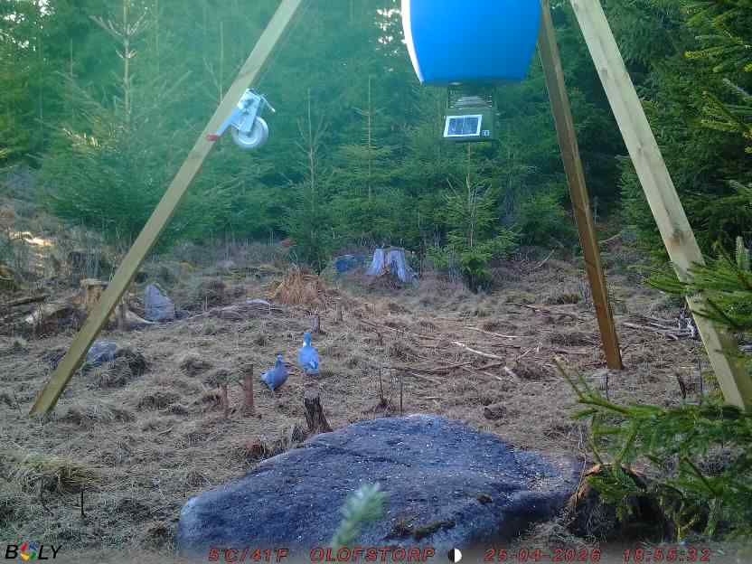 Bild från STORATRÄA