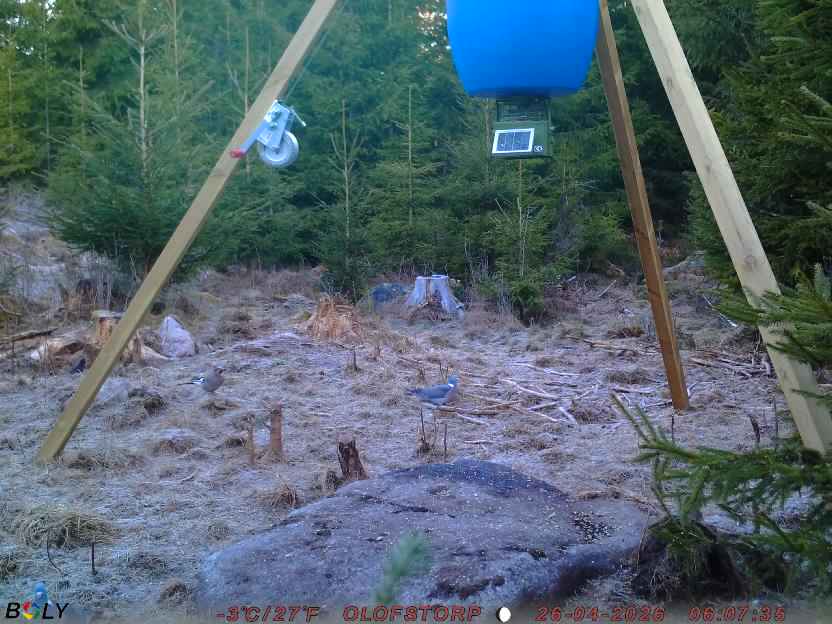 Bild från STORATRÄA