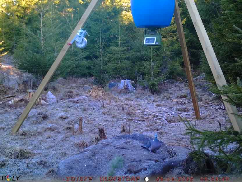 Bild från STORATRÄA
