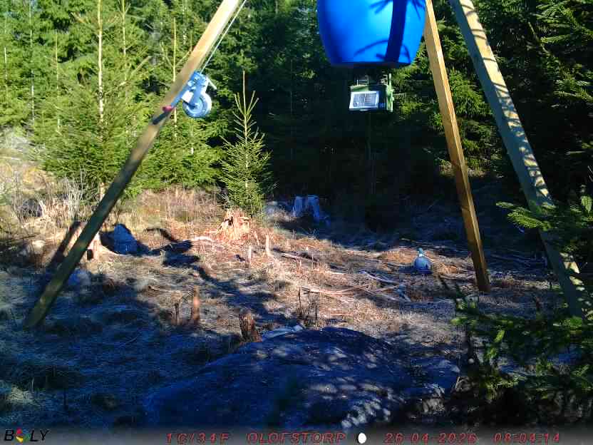 Bild från STORATRÄA