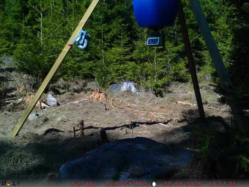 Bild från STORATRÄA